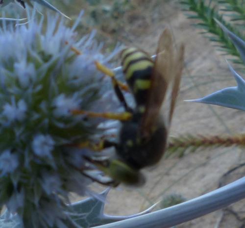 Bembix sp.